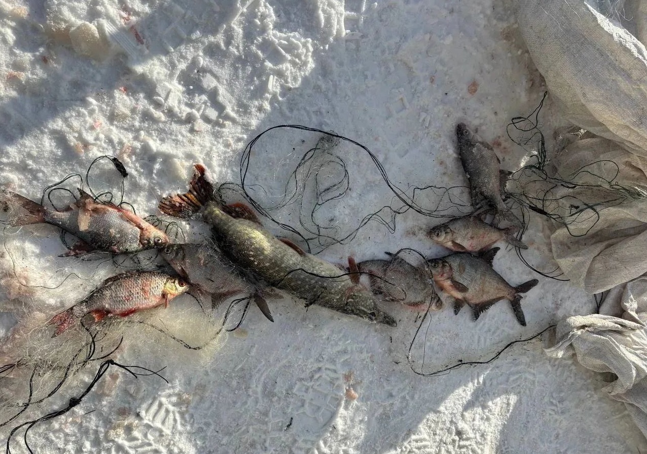 В январе у саратовских рыбаков изъяли улов и полкилометра сетей В январе у саратовских рыбаков изъяли улов и полкилометра сетей